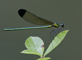 Sparkling Jewelwing